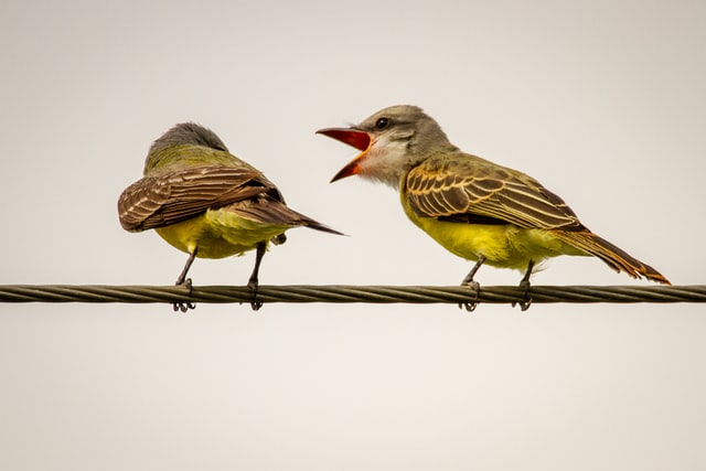 Ptaki siedzące na przewodzie wysokiego napięcia