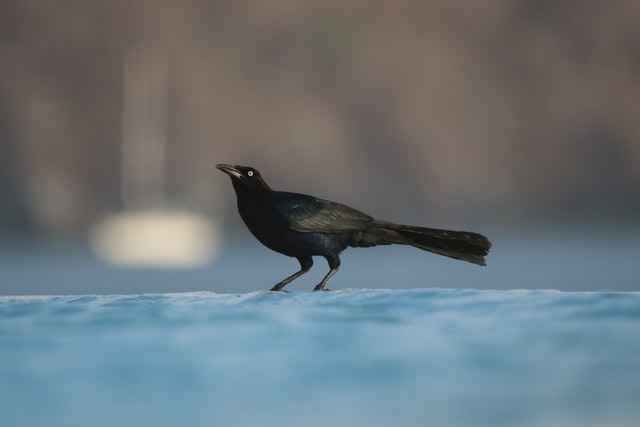 Dlaczego ptakom nie marzną nogi? Zdjęcie kruka stojącego na lodowej tafli (Photo by Marcus Dall Col on Unsplash)
