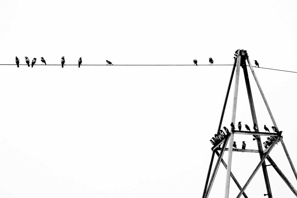 Dlaczego ptaki siedzą na liniach wysokiego napięcia? Zdjęcie przedstawia ptaki na linii energetycznej siedzące w regularnych odstępach (Photo by K V S T on Unsplash)