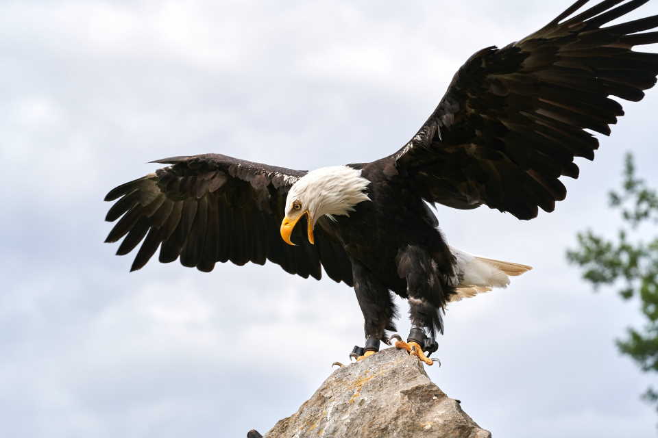 Dlaczego orły są samotnikami? Zdjęcie przedstawia przedstawiciela jednego z gatunków orłów - bielika amerykańskiego, z rozspotartymi skrzydłami